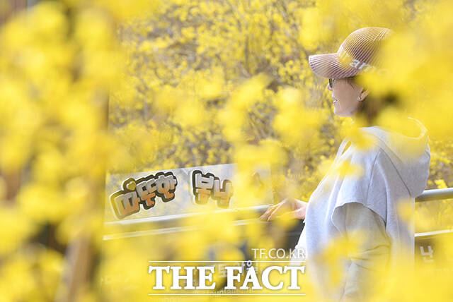 낮 최고기온이 17도까지 오른 24일 오후 서울 성동구 응봉산을 찾은 한 시민이 개나리를 바라보고 있다. /박상민 기자