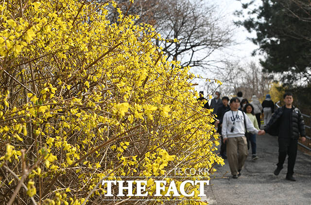 낮 최고기온이 17도까지 오른 24일 오후 서울 성동구 응봉산을 찾은 한 시민이 개나리를 바라보고 있다. /박상민 기자
