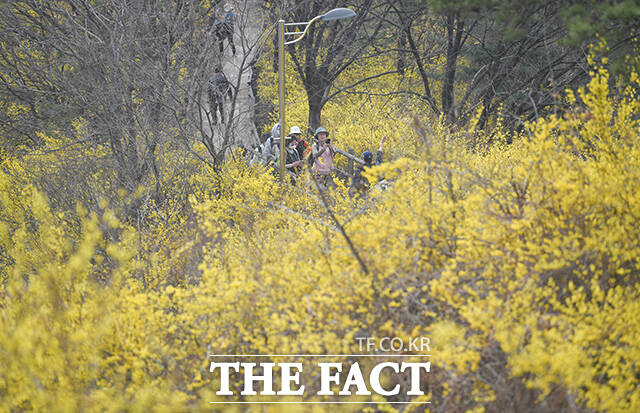 낮 최고기온이 17도까지 오른 24일 오후 서울 성동구 응봉산을 찾은 한 시민이 개나리를 바라보고 있다. /박상민 기자