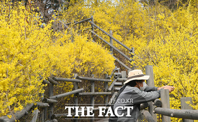 낮 최고기온이 17도까지 오른 전날 오후 한 시민이 서울 성동구 응봉산을 찾아 개나리를 바라보고 있다. /박상민 기자