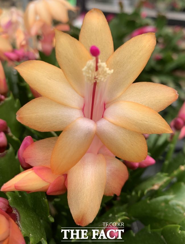 골드라벨. /경기도농업기술원