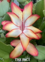  삼색·황금빛 차별화…경기도, 게발선인장 신품종 출시