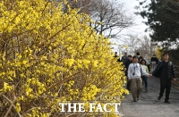  응봉산에 만개한 개나리 [포토]