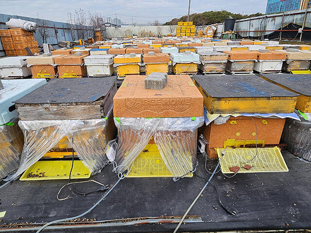 잠열재를 주입한 에어캡으로 벌통을 감싼 충북 청주 양봉농가./농진청