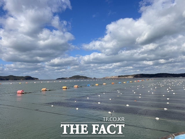 군산시 관내 물김 양식장 전경. /군산시