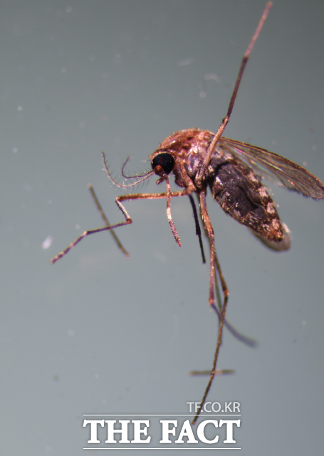 작은빨간집모기. /세종시 보건환경연구원