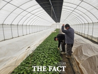  당진시, 명품 '호풍미' 고구마 생산 육묘기술 보급