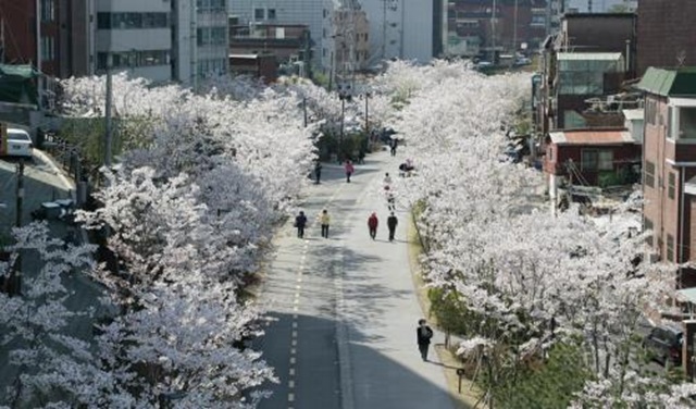 서울시는 네 가지 테마로 분류한 '아름다운 봄 꽃길 175선'을 선정했다고 27일 밝혔다. 사진은 마포구 경의선숲길에 벚꽃이 핀 모습. /서울시