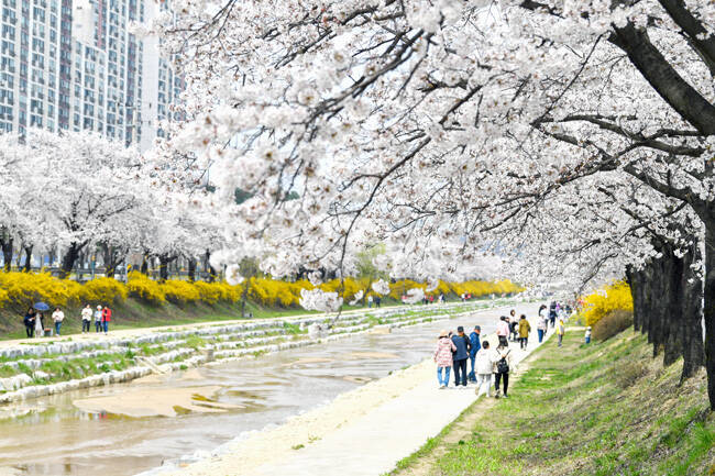 원당천의 만개한 벚꽃 /영주시