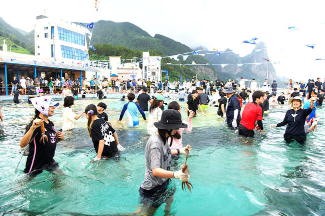 울릉도 오징어축제 백미 맨손으로 오징어 잡기 모습. /김성권 기자