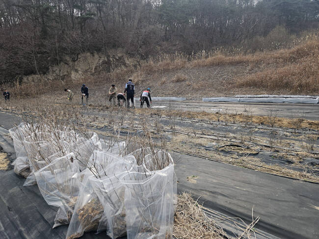 서울 서대문구 안산공원으로 옮겨질 소백산 국립공원 토종 철쭉. /소백산국립공원사무소