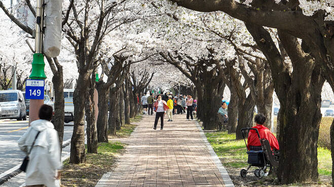 남원천 벚꽃길. /영주시
