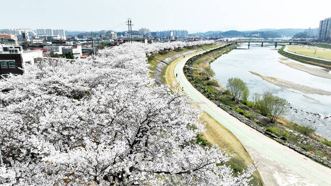 영주 서천벚꽃길 /영주시