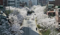  거닐면 힐링이 저절로…서울시 '강추' 봄 꽃길 175선