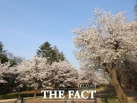  경기도, 31일부터 부천 원미산 시작 올해 벚꽃 개화 예측