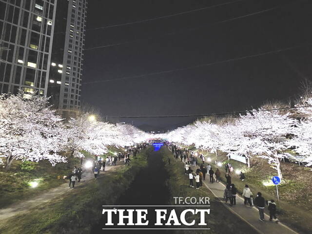 지난해 천안시 원성천 산책로. 벚꽃 만개한 길을 시민들이 야간 경관조명 속에서 걷고 있다. /천안시