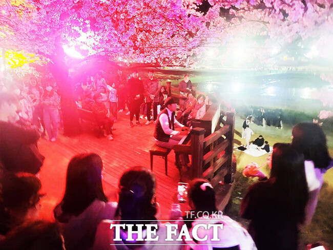 2024년 열린 벚꽃과 함께하는 시민 어울림 한마당행사에서 아름다운 피아노 선율을 시민들이 감상하고 있다. /김성권 기자