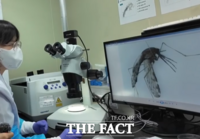  환자 절반이 경기…경기도, 말라리아 매개모기 7개 시군 집중 감시