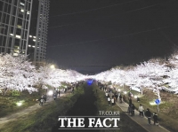  천안시, 벚꽃길 야간 경관조명 운영…