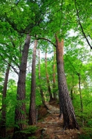  울진군, 왕피천유역 보호 강화…주민감시원 전면 배치
