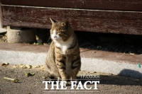  길고양이 '밥 주기'도 원칙 있다…갈등 줄이는 돌봄 기준