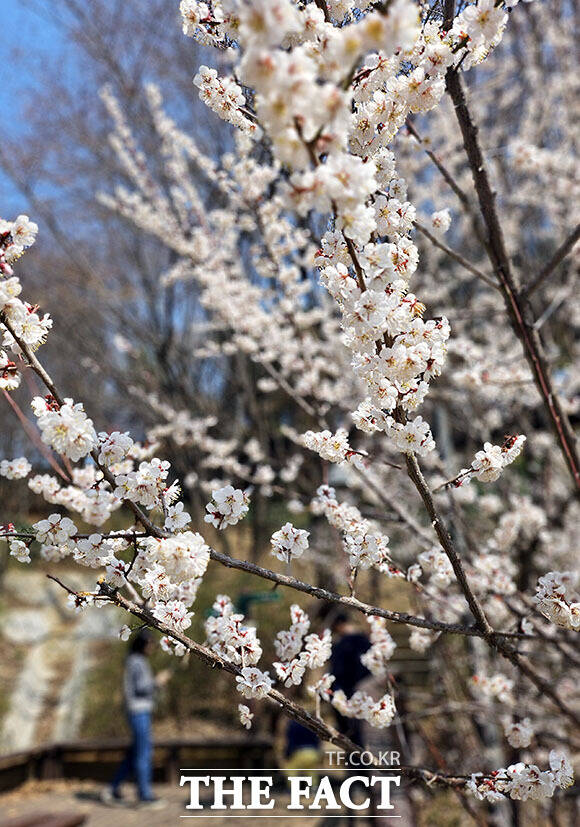 포근한 봄 날씨에 전국의 벚꽃이 일제히 꽃망울을 터뜨린 가운데 28일 오후 서울 서초구 방배숲도서관 인근에 벚꽃이 피어 있다. /이효균 기자