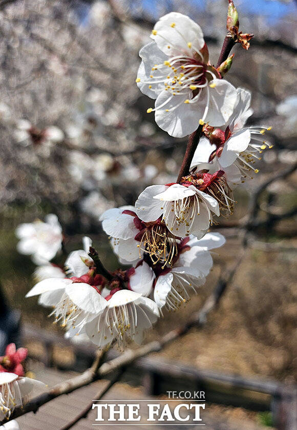 포근한 봄 날씨에 전국의 벚꽃이 일제히 꽃망울을 터뜨린 가운데 28일 오후 서울 서초구 방배숲도서관 인근에 벚꽃이 피어 있다. /이효균 기자