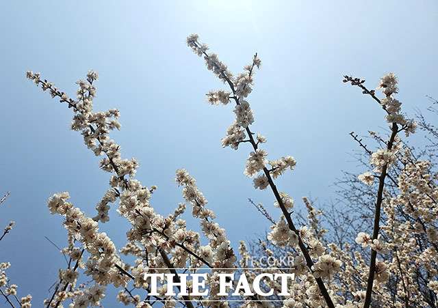 포근한 봄 날씨에 전국의 벚꽃이 일제히 꽃망울을 터뜨린 가운데 28일 오후 서울 서초구 방배숲도서관 인근에 벚꽃이 피어 있다. /이효균 기자