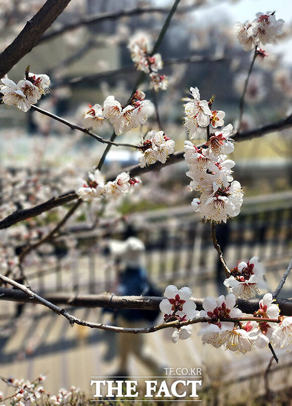 포근한 봄 날씨에 전국의 벚꽃이 일제히 꽃망울을 터뜨린 가운데 28일 오후 서울 서초구 방배숲도서관 인근에 벚꽃이 피어 있다. /이효균 기자