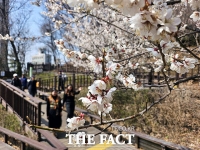  포근한 날씨에 꽃망울 터뜨린 벚꽃 [TF사진관]