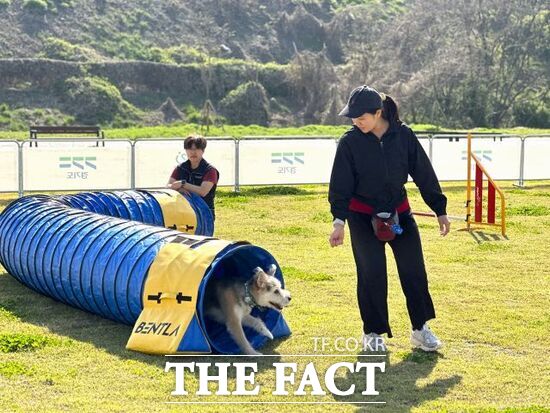 반려마루 화성에서 어질리티 교육이 진행되고 있는 모습. /경기도