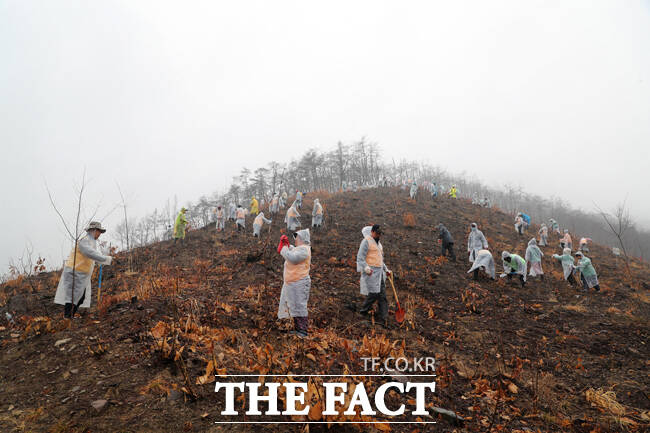 산불 지역에 조림 사업이 진행되고 있다. /안동시