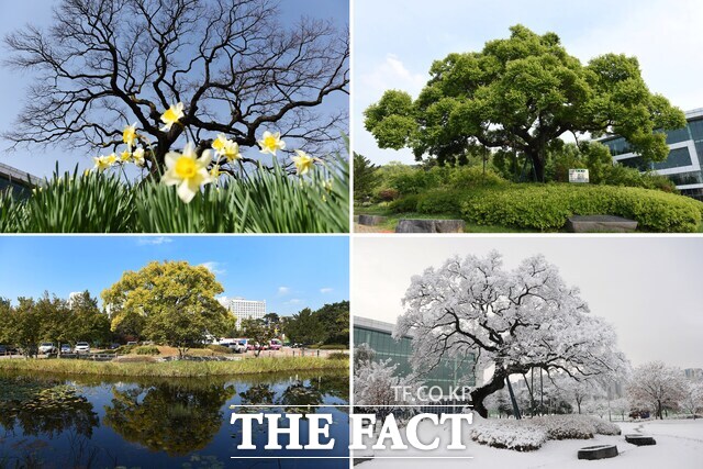 충남도 보호수에 지정된 천안종합운동장 내 팽나무의 사계절 모습. /충남도