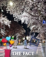  '2026 안동 벚꽃축제' 4월 1일 개막