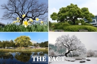  충남도, 보호수 150그루 생육환경 개선…11억 원 투입