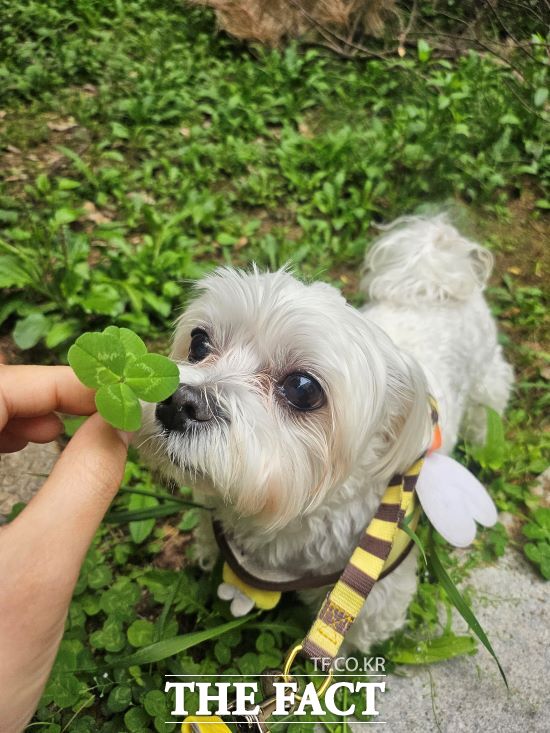 성남시가 반려동물 의료 서비스 지원사업을 확대한다. /성남시