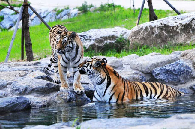 국립백두대간수목원 백두산 호랑이 /국립백두대간수목원