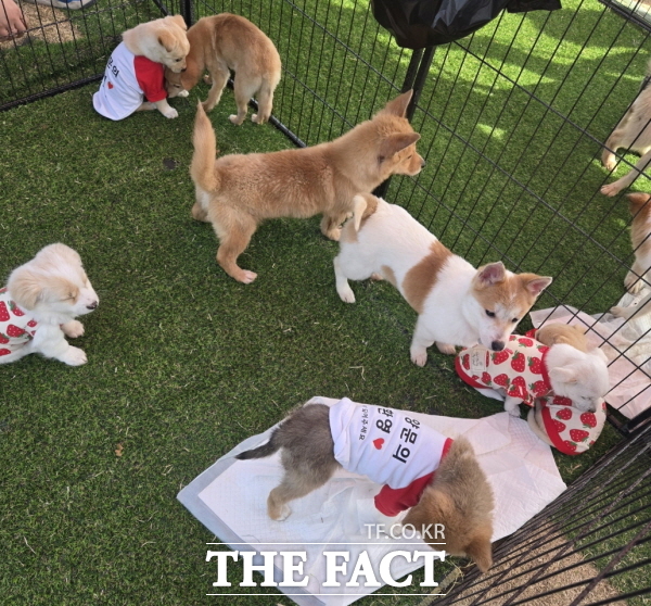 충남 논산 딸기축제 기간 운영된 찾아가는 반려동물 입양홍보센터 장면 /논산시