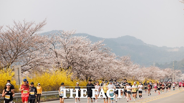 합천벚꽃마라톤대회가 29일 합천공설운동장과 합천 100리 벚꽃 마라톤코스 일원에서 개최되고 있다. /합천군