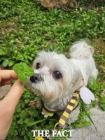  성남시, 취약계층 반려동물 의료 서비스 지원사업 확대