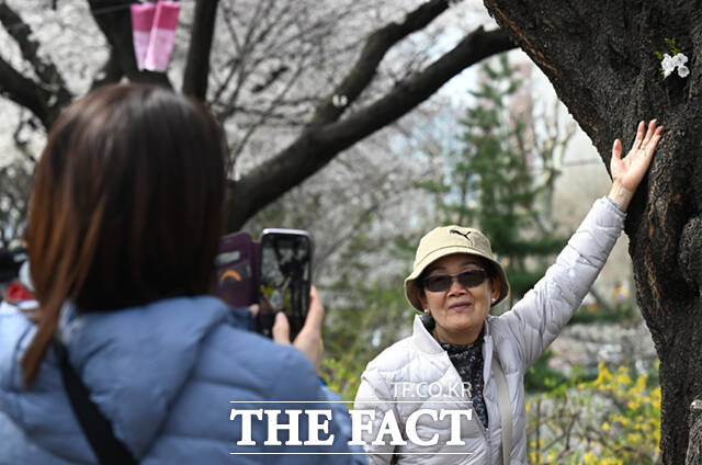 새벽 봄비가 그치고 온화한 봄 날씨를 보인 31일 서울 동대문구 벚꽃길을 찾은 시민들이 벚꽃길을 걸으며 기념촬영하고 있다.