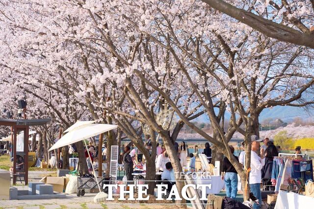 구례 300리 벚꽃축제. /구례군
