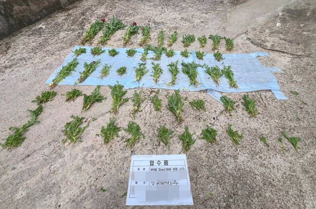 해경에의해 압수된 양귀비. / 동해지방해양경찰청