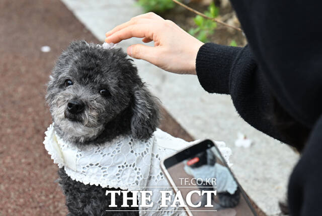 지난달 31일 서울 동대문구 벚꽃길을 찾은 한 시민이 반려견의 머리에 꽃잎을 얹고 있다. /이새롬 기자
