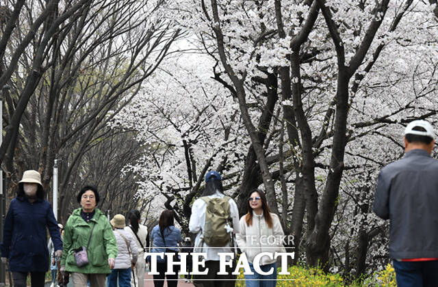 새벽 봄비가 그치고 온화한 봄 날씨를 보인 31일 서울 동대문구 벚꽃길을 찾은 시민들이 벚꽃길을 걸으며 기념촬영하고 있다.