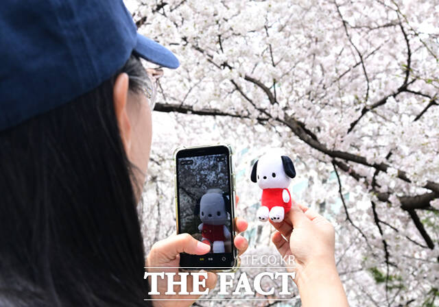 새벽 봄비가 그치고 온화한 봄 날씨를 보인 31일 서울 동대문구 벚꽃길을 찾은 시민들이 벚꽃길을 걸으며 기념촬영하고 있다.