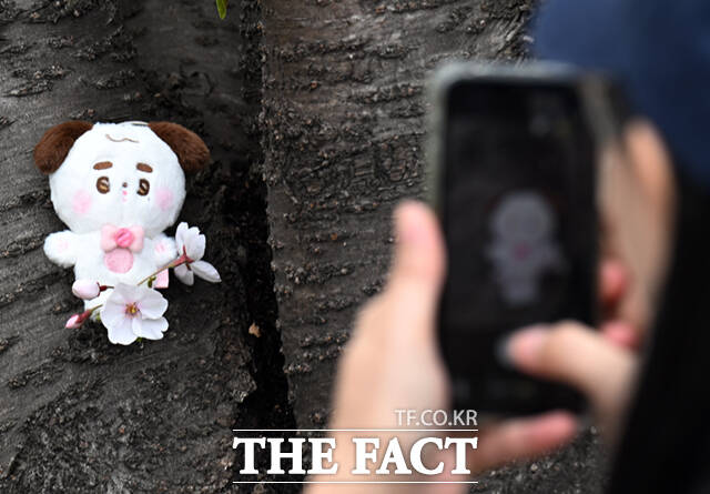 새벽 봄비가 그치고 온화한 봄 날씨를 보인 31일 서울 동대문구 벚꽃길을 찾은 시민들이 벚꽃길을 걸으며 기념촬영하고 있다.