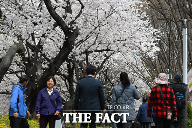 새벽 봄비가 그치고 온화한 봄 날씨를 보인 31일 서울 동대문구 벚꽃길을 찾은 시민들이 벚꽃길을 걷고 있다. /이새롬 기자