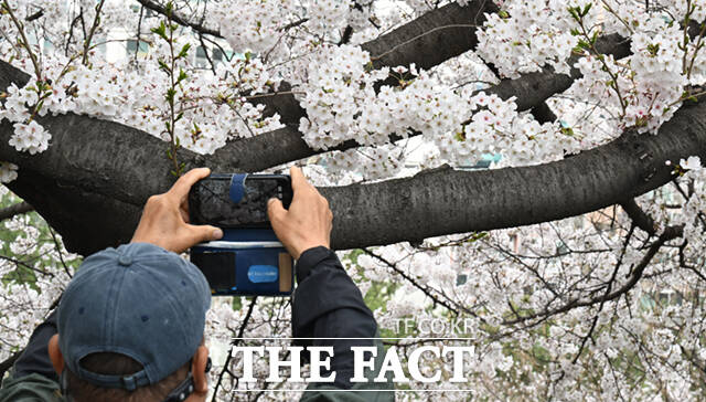 온화한 봄 날씨를 보인 지난달 31일 서울 동대문구 벚꽃길을 찾은 시민들이 사진을 찍고 있다. /이새롬 기자