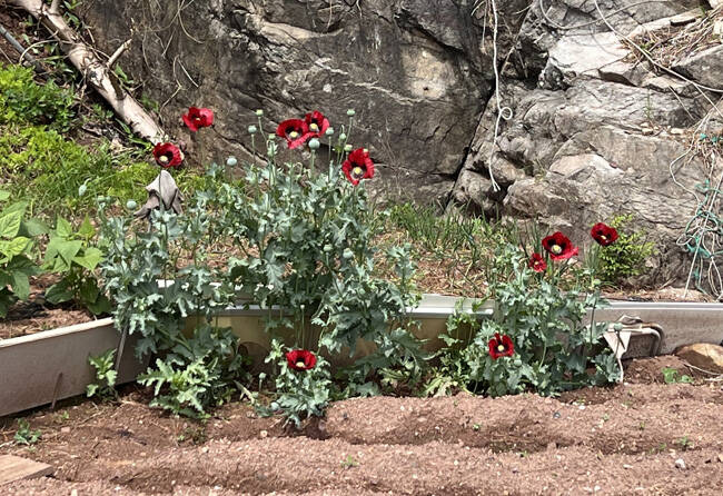 단속된 양귀비. /동해지방해양경찰청